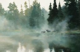 Moose in Mist