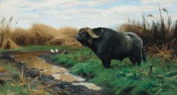 A Buffalo in a Marsh