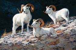 Rams of the Crags