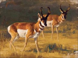 Two Antelope