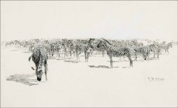 Frontiers of Enchantment – Zebras