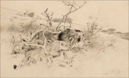 Crouching Lion & Lioness