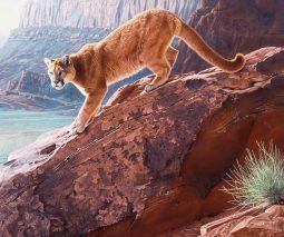 Red Rock Cougar