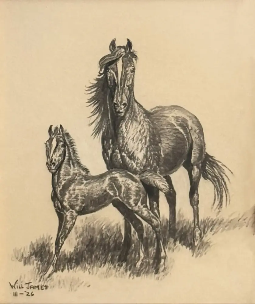 Ink sketch of two horses in a grassy field, one in front rearing slightly, the other beside it; signature reads Will James at bottom left