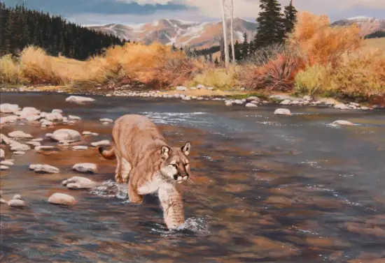 Cougar wading through a shallow river with autumn trees and distant snow-capped mountains.