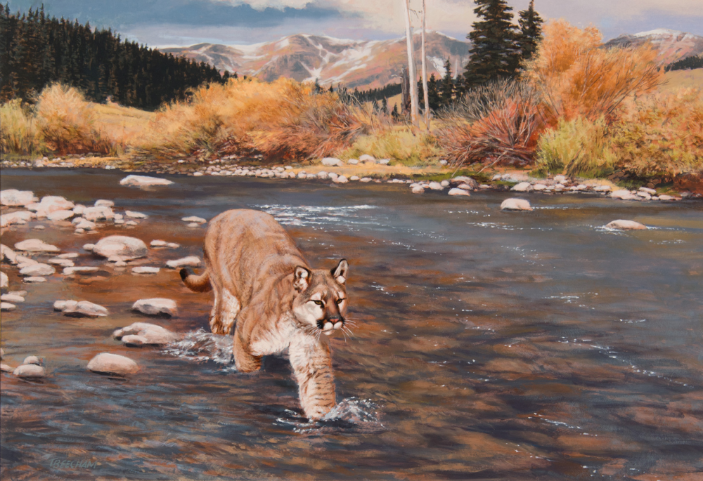 A cougar wades through a shallow river with orange autumn foliage and rocky banks, mountains in the distance behind a forested scene.