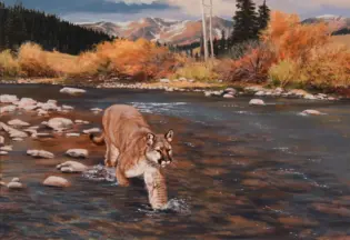 Mountain lion moving through a shallow river with autumnal bushes and distant mountains in the background