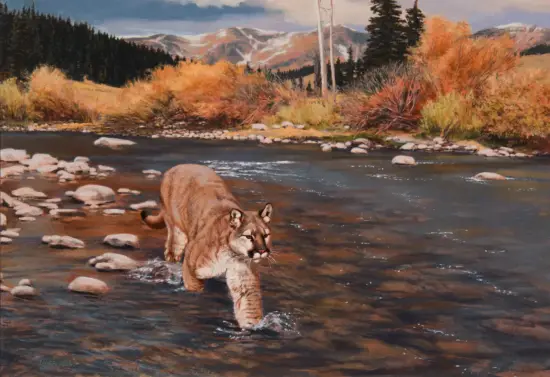 Mountain lion moving through a shallow river with autumnal bushes and distant mountains in the background