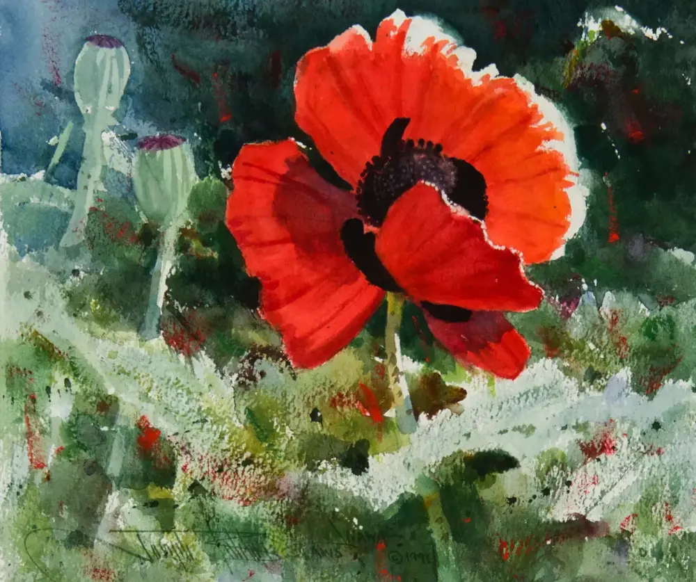 Red poppy with dark center blooming in a green field, impressionistic watercolor style.