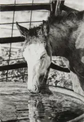 Donkey leaning over a wooden water trough, its white face near the water and ripples reflecting in the bowl, with a wire fence in the background.