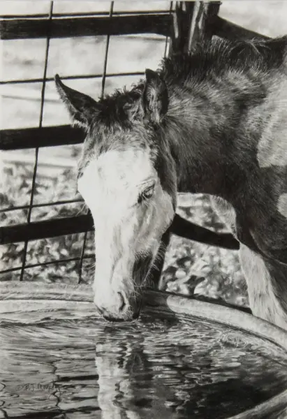Donkey leaning over a wooden water trough, its white face near the water and ripples reflecting in the bowl, with a wire fence in the background.
