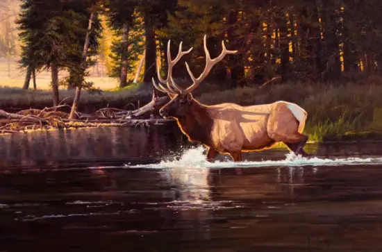 Bull elk with large antlers wading across a forest river at golden hour.