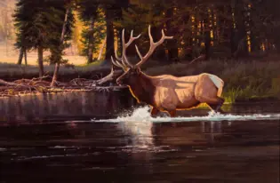 A majestic elk with large antlers crosses a calm river at sunset, trees glowing in warm light behind it, water splashing at its feet.