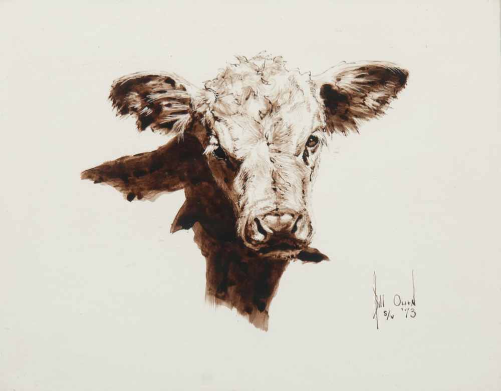 Close-up sketch of a cow's head in brown ink, facing the viewer with ears spread wide.