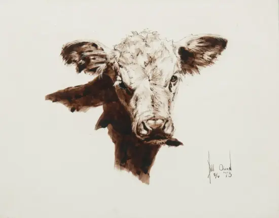 Ink sketch of a cow's head facing the viewer, ears extended, on a pale background.