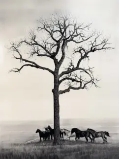 Bare, leafless tree with twisting branches stands on a field, a herd of horses gathered at its base.