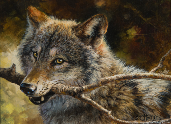 Close-up painting of a wolf lying with a branch in its mouth, amber eyes looking off to the side.