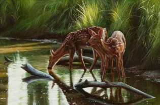 Two spotted deer fawns standing in shallow water, one bending to drink amid tall green grasses in a marsh.