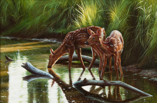 Two spotted fawns stand in a shallow, reflective stream surrounded by tall green grasses.