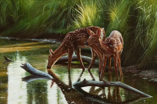 Two spotted deer fawns standing in shallow water, one bending to drink amid tall green grasses in a marsh.