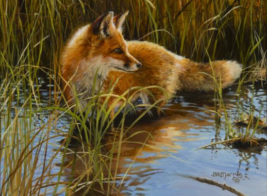 Red fox resting in shallow water among tall marsh grasses, looking to the left.